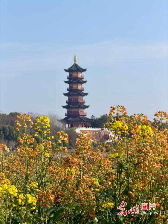 【AIGC动画】春天的顶流 是这片油菜花给的