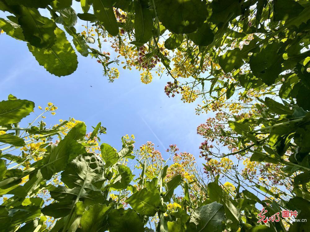 【AIGC动画】春天的顶流 是这片油菜花给的