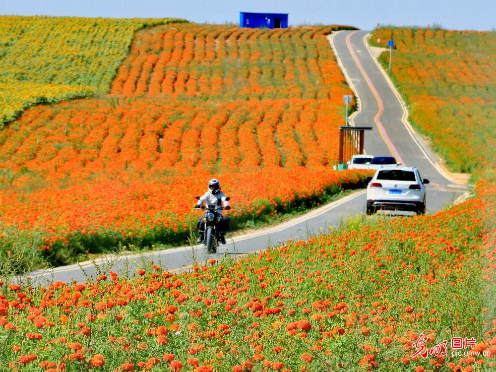 花海铺就振兴路 农旅融合绘新景