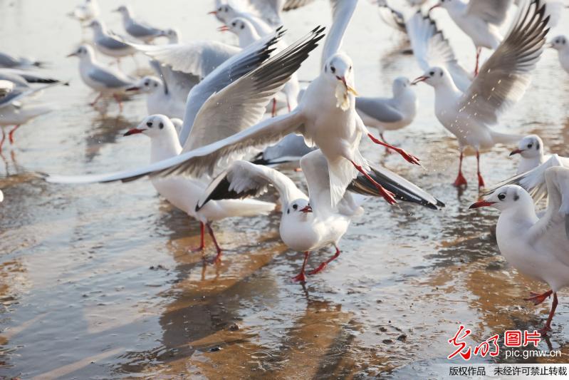 青岛：红嘴鸥一窝蜂抢食场面精彩