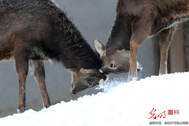 【光明图集】一周图片精选20180101-0107