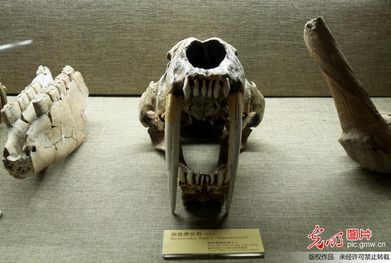 百万年前的“远古盛世”——探访河北张家口泥河湾博物馆