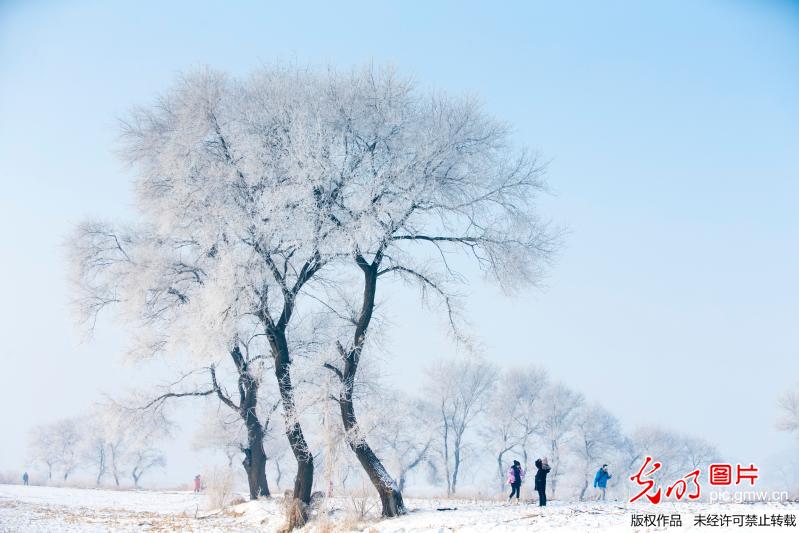 雾凇美如画