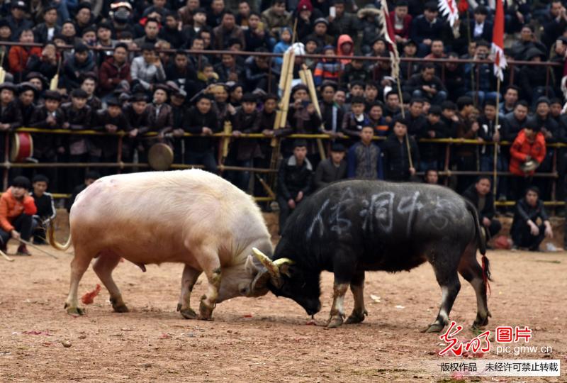 【光明图集】一周图片精选20180205-0211