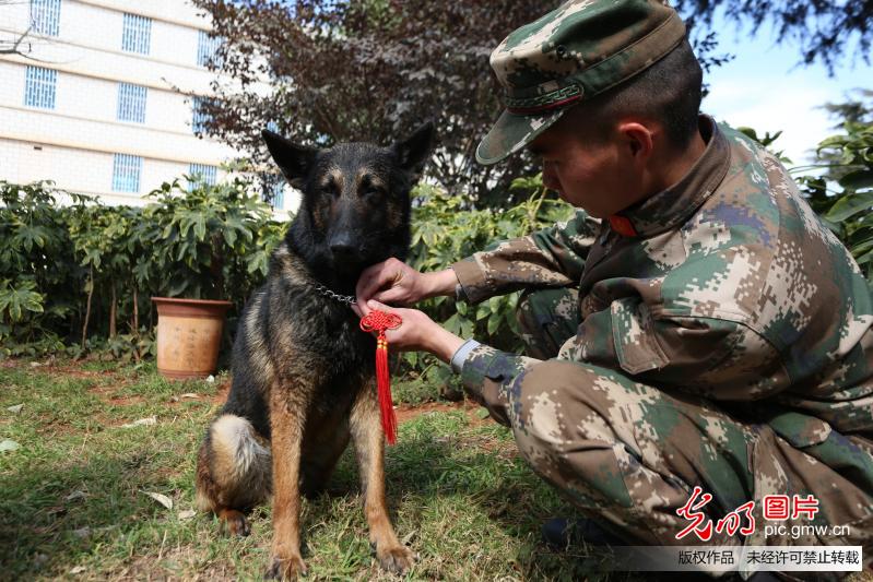 云南：警犬班里年味浓