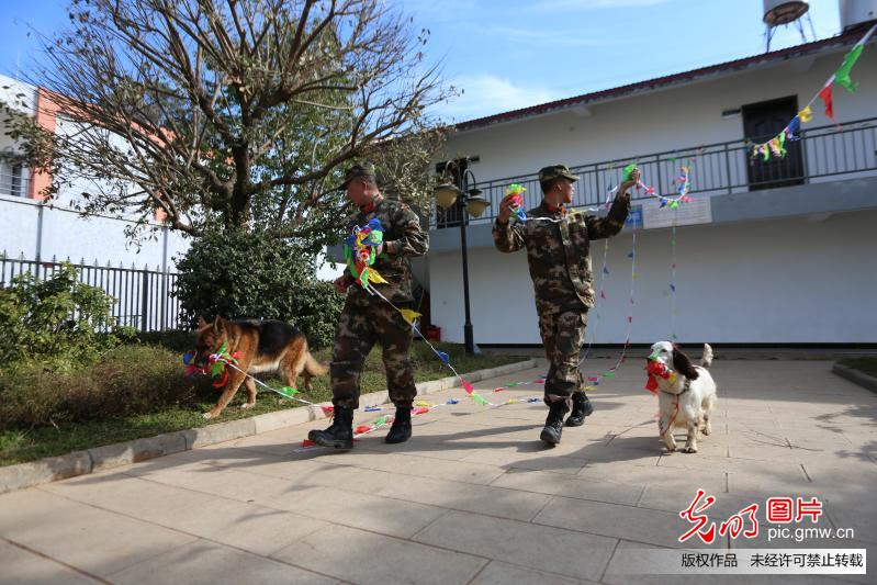 云南：警犬班里年味浓