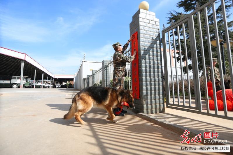 云南：警犬班里年味浓