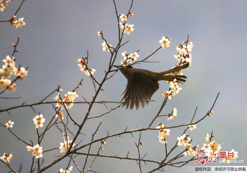 安徽黄山：梅花迎春绽放
