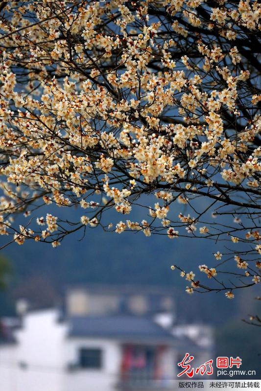 安徽黄山：梅花迎春绽放