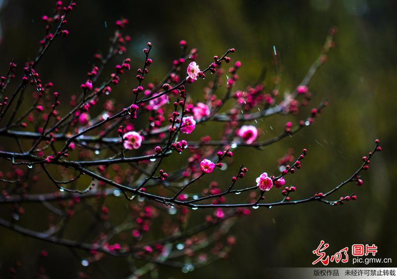江苏泗洪：春风杨柳万千条 “雨水”梅花香更浓