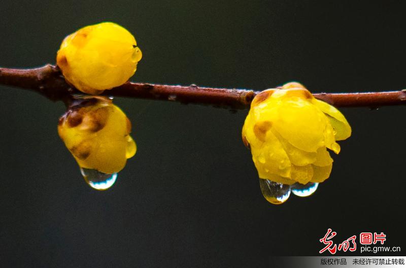 江苏泗洪：春风杨柳万千条 “雨水”梅花香更浓