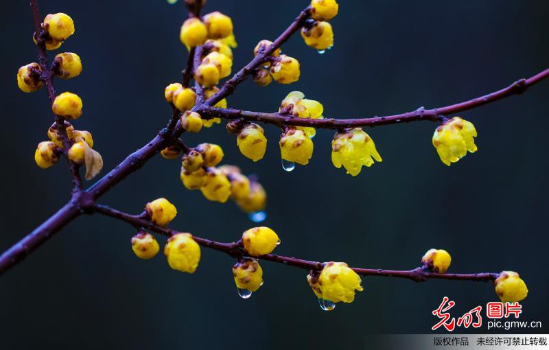 江苏泗洪：春风杨柳万千条 “雨水”梅花香更浓