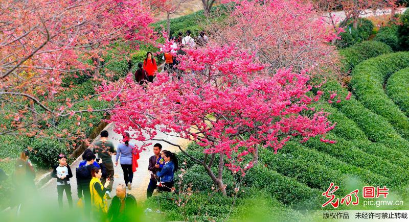 福建漳平：漫山樱花沐春光