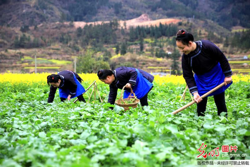 贵州榕江：春早人勤