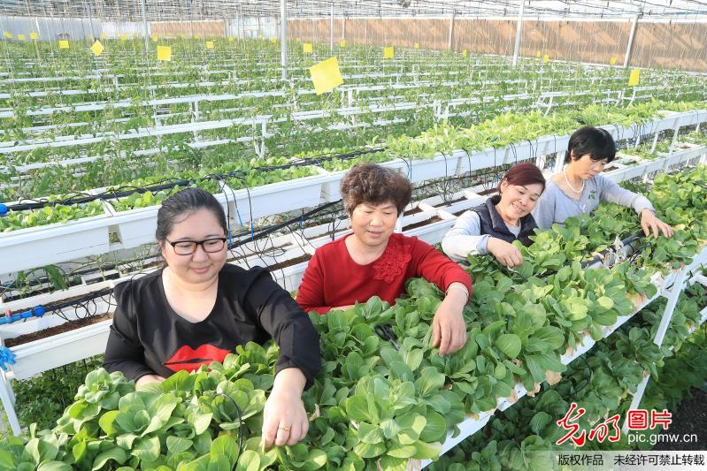 【光明图刊】春暖农事忙