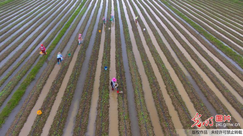 【光明图刊】春暖农事忙