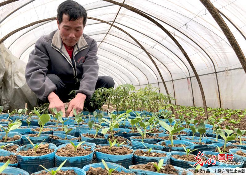 【光明图刊】春暖农事忙