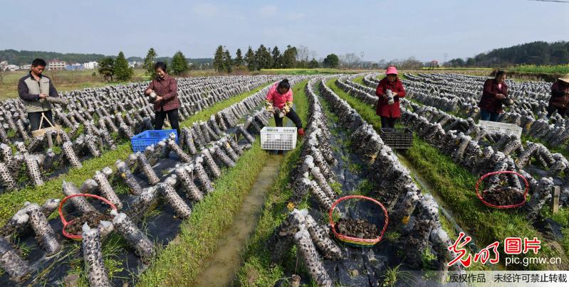 湖北通城：家庭农场春耕忙