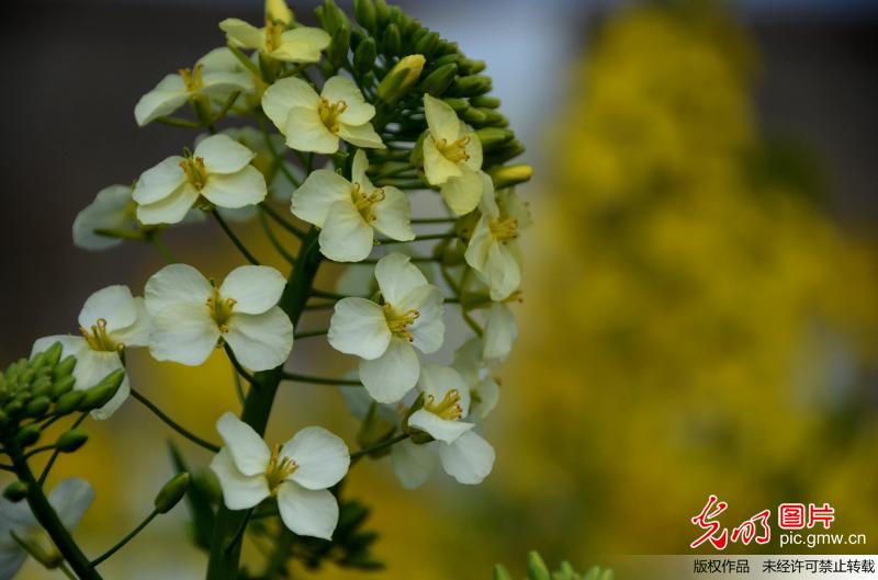 江西农业大学教授培育13种彩色油菜花