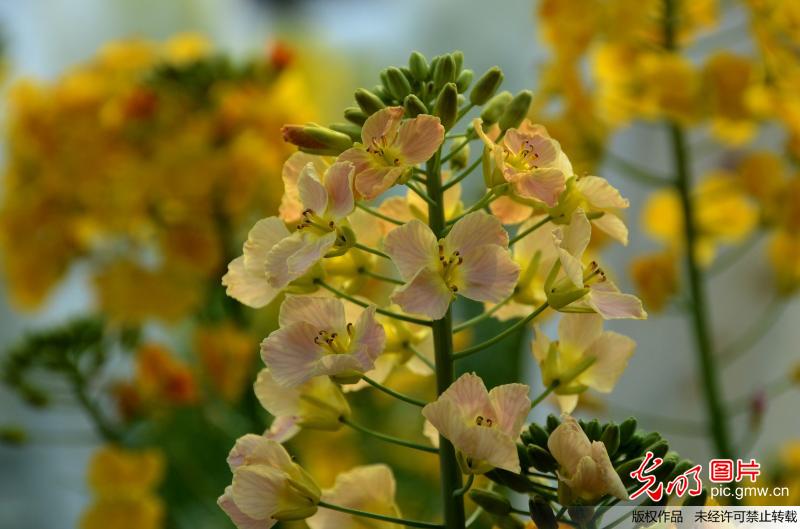 江西农业大学教授培育13种彩色油菜花 江西农业大学教授培育13种彩色油菜花