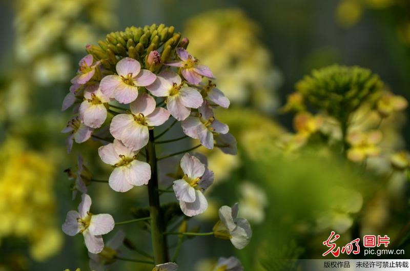 江西农业大学教授培育13种彩色油菜花