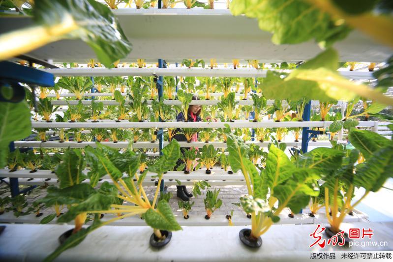 河北邢台：观光农业恍若穿越季节