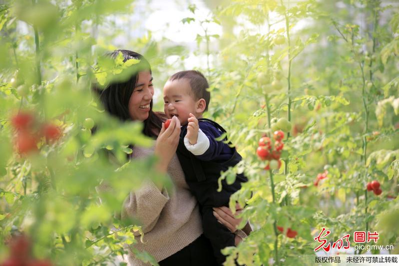 河北邢台：观光农业恍若穿越季节