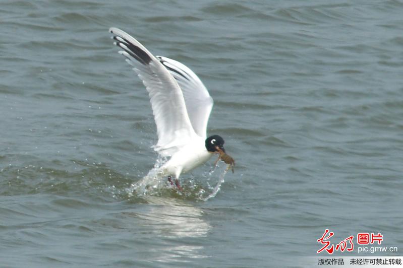 大群全球性濒危鸟类黑嘴鸥现身青岛胶州湾湿地