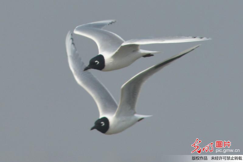 大群全球性濒危鸟类黑嘴鸥现身青岛胶州湾湿地 大群全球性濒危鸟类黑嘴鸥现身青岛胶州湾湿地