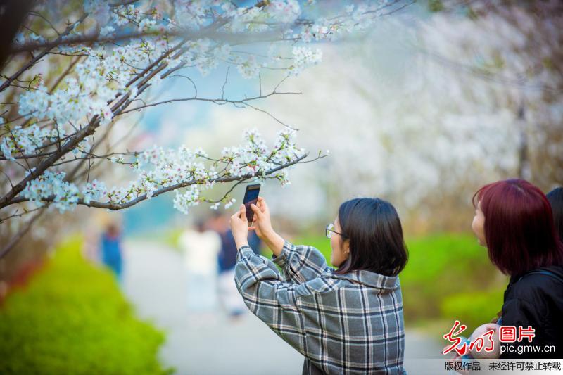 重庆綦江：春日赏樱正当时