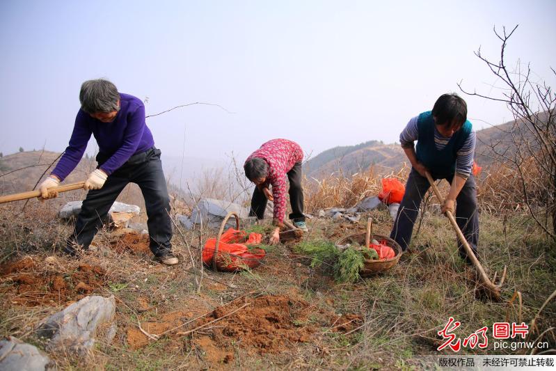 【光明图刊】植树节 共赴一场春天的约会
