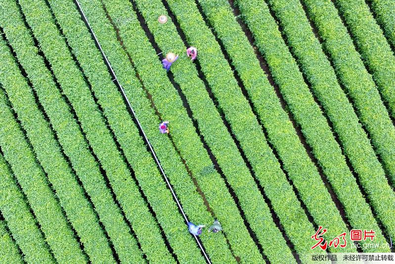 湖南吉首：苗乡茶园美如画卷