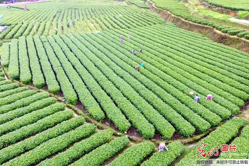 湖南吉首：苗乡茶园美如画卷