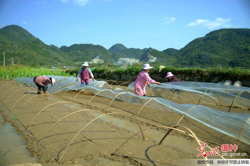 春分时节 春耕春管忙