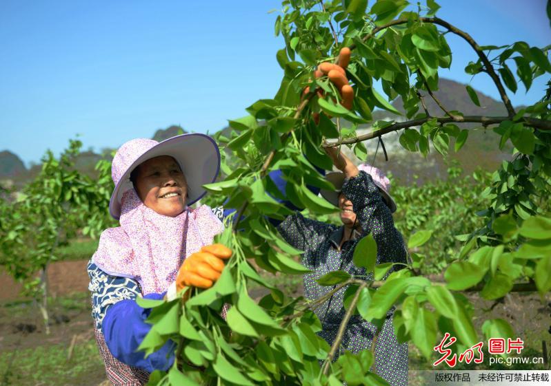 春分时节 春耕春管忙