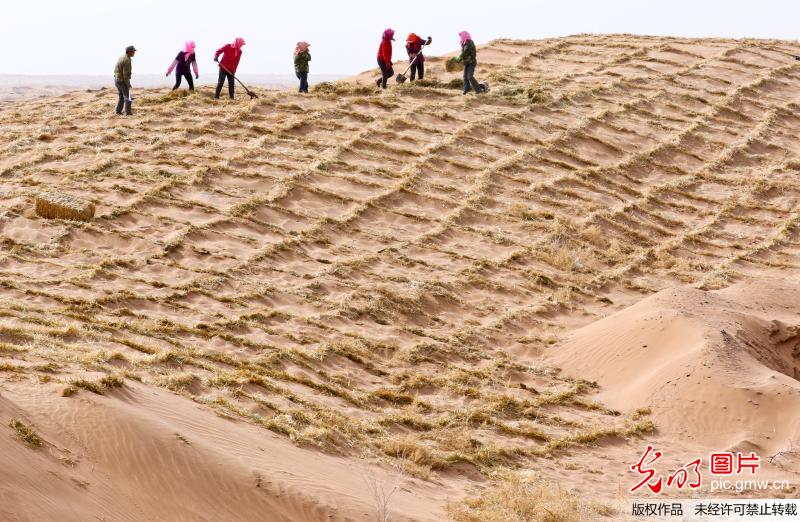 甘肃临泽：编织金色网 锁住猛“黄龙”