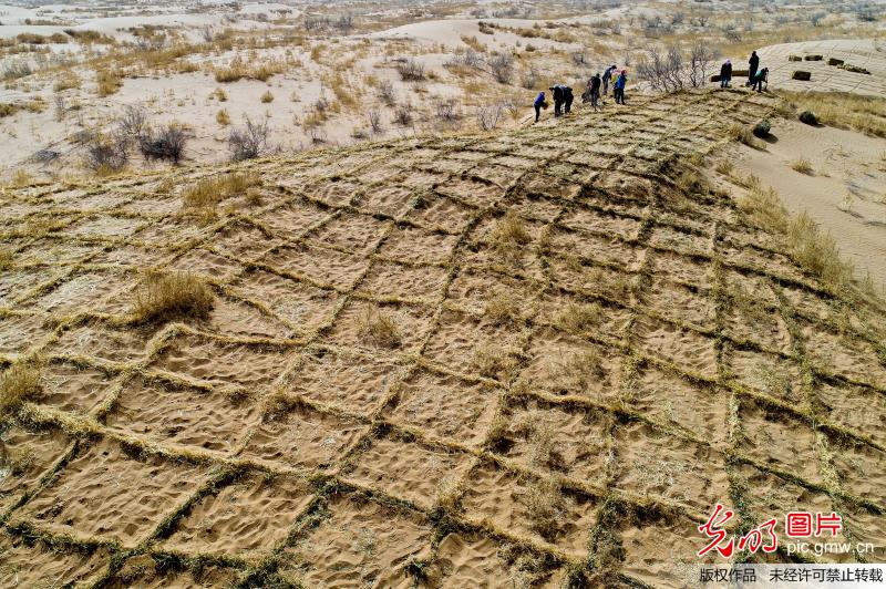 甘肃临泽：编织金色网 锁住猛“黄龙”