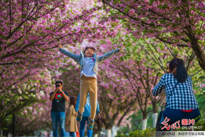 西安交大樱花盛开惹人醉