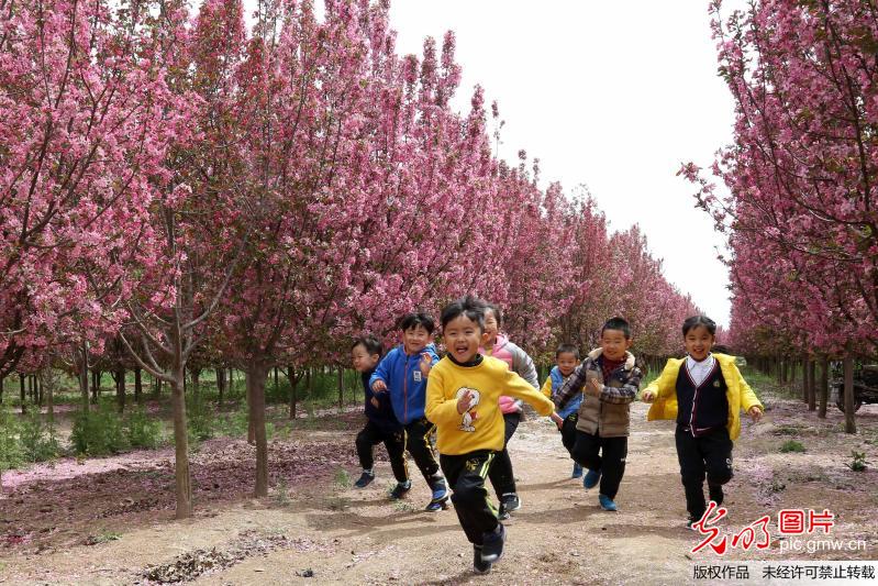 海棠花开引客来