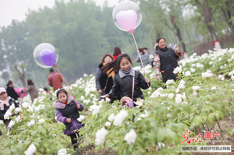 江苏洪泽：牡丹花开游客来