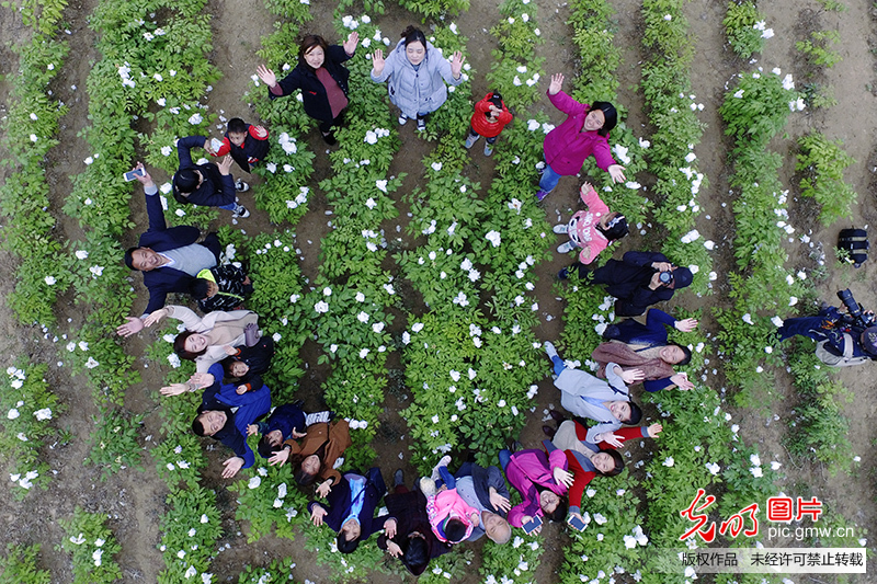 江苏洪泽：牡丹花开游客来