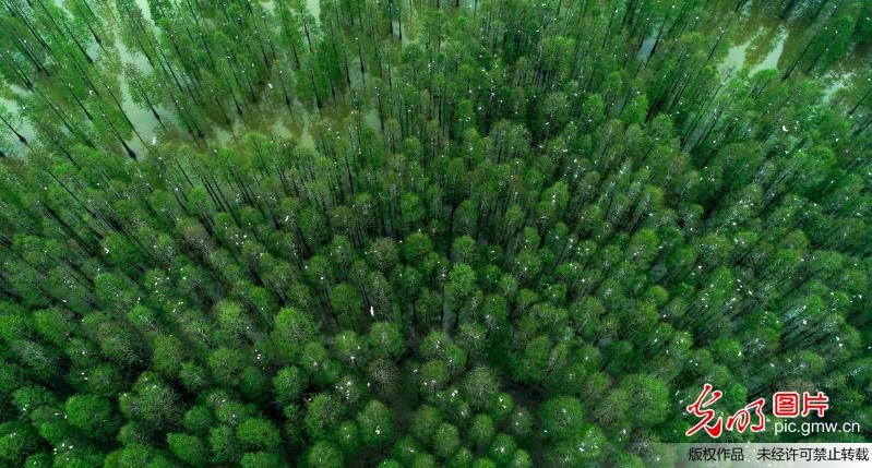 安徽庐江：万千鹭鸟聚集大汉塘