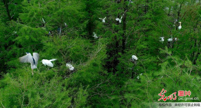 安徽庐江：万千鹭鸟聚集大汉塘