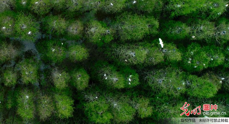 安徽庐江：万千鹭鸟聚集大汉塘