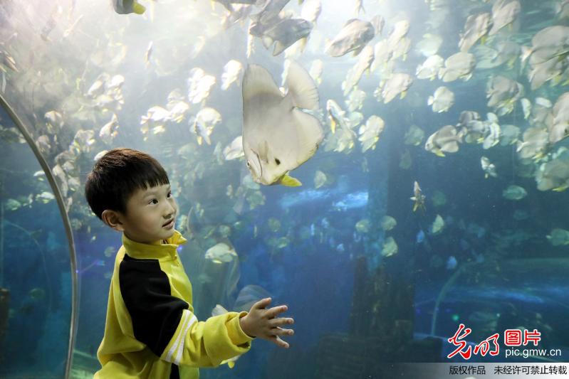 河南开封：海洋馆里度周末