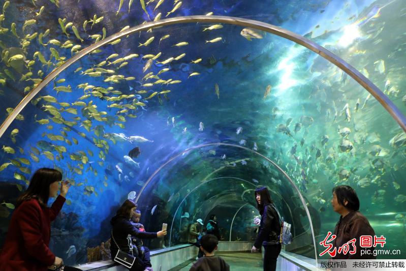 河南开封：海洋馆里度周末