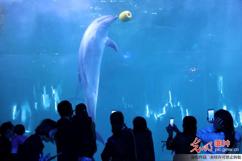 河南开封：海洋馆里度周末