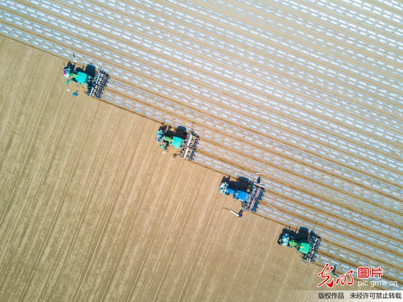 新疆无人驾驶拖拉机播种70万亩棉花 新疆无人驾驶拖拉机播种70万亩棉花