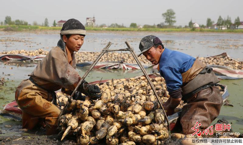 藕农水上采栽忙