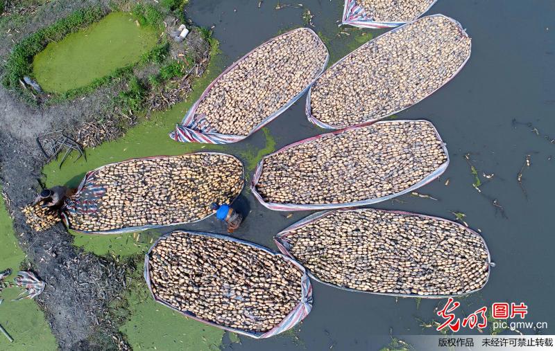 藕农水上采栽忙